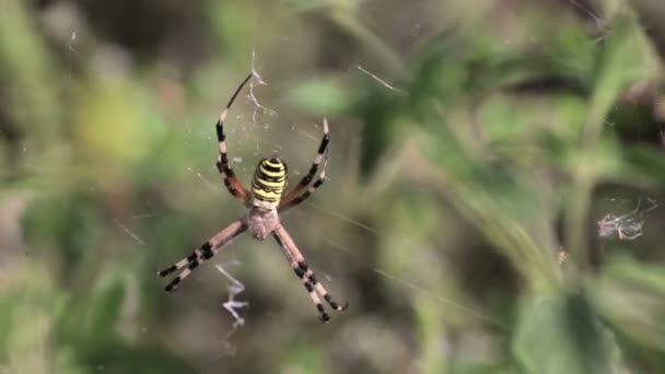 Argiope bruennichi örümcekler — Stok video