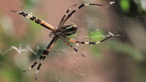 Argiope bruennichi örümcekler — Stok video