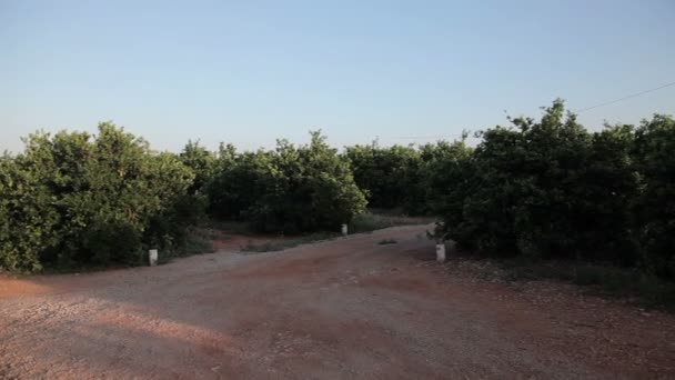 Granja para el cultivo de naranjas . — Vídeo de stock