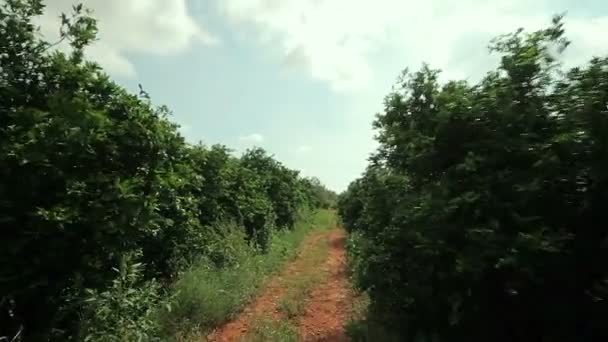 Mezőgazdasági termesztésre, narancs. — Stock videók