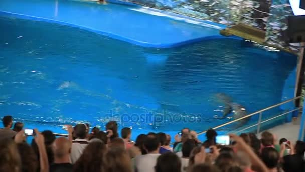 Zoológico de Barcelona verano — Vídeo de stock