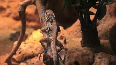 Barcelona Hayvanat Bahçesi yaz