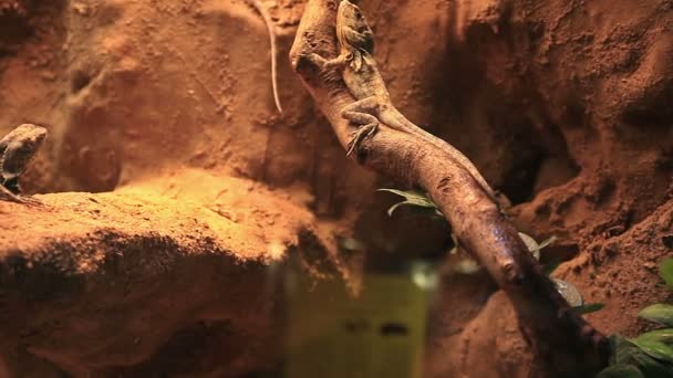 Barcelona Zoo sommaren — Stockvideo