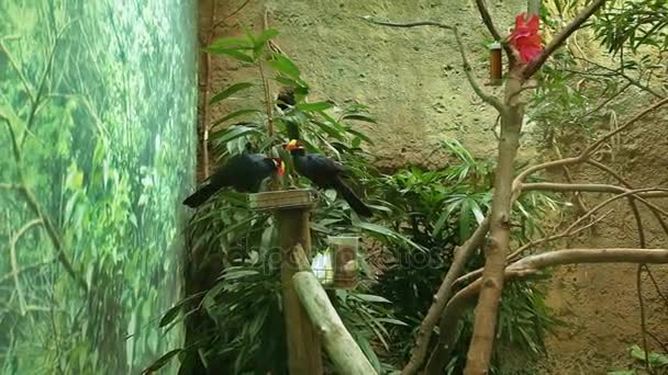 Barcelona Hayvanat Bahçesi yaz — Stok video