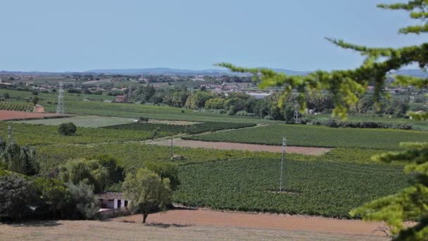 Agriturismo Viaggio in vigna Auto — Video Stock