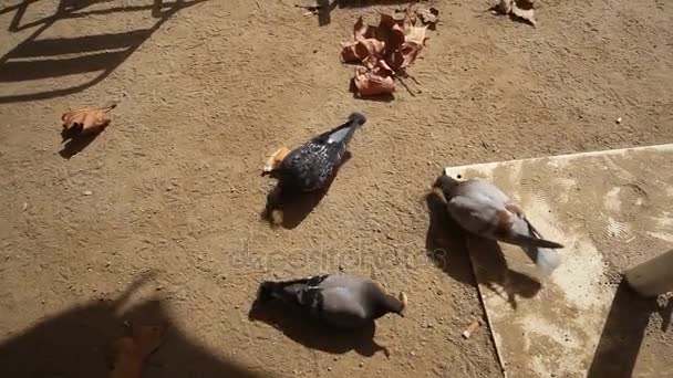 Barcelona güvercinler yaz — Stok video