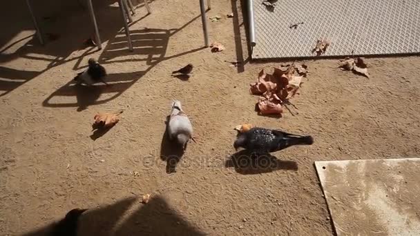 Barcelona v létě holubi — Stock video
