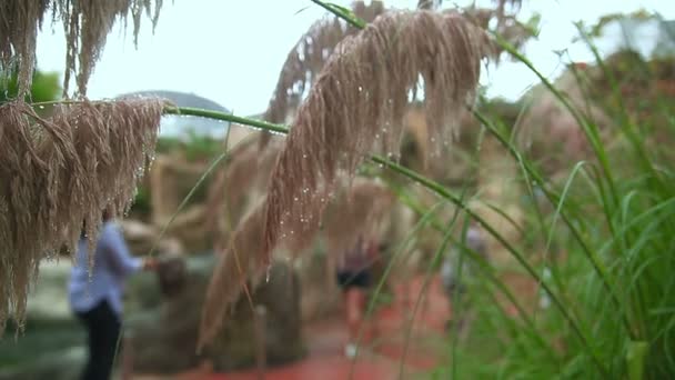 Zoológico de Barcelona verano — Vídeos de Stock