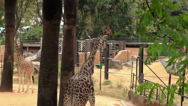 バルセロナ動物園夏 — ストック動画