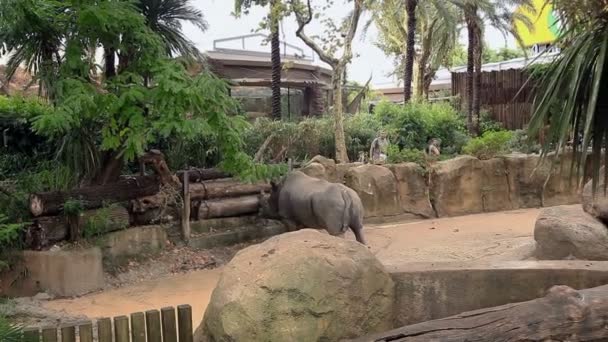 Barcelona Zoo-zomer — Stockvideo