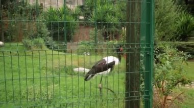 Barcelona Hayvanat Bahçesi yaz