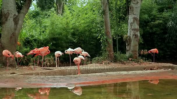 Барселонський зоопарк літо — стокове відео