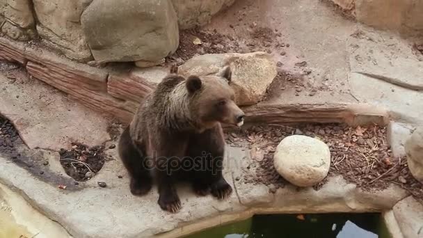 Zoológico de Barcelona verano — Vídeos de Stock