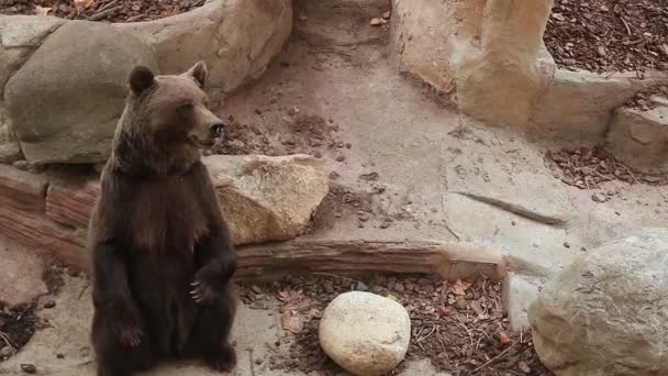 Barcelona Hayvanat Bahçesi yaz — Stok video