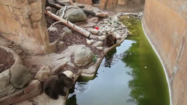 Barcelona Zoo lato — Wideo stockowe
