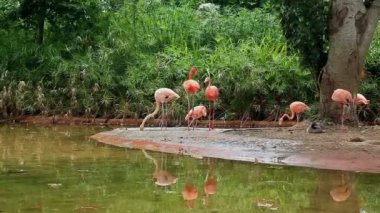 Barcelona Hayvanat Bahçesi yaz