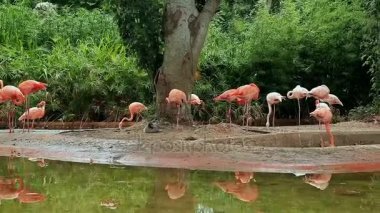 Barcelona Hayvanat Bahçesi yaz