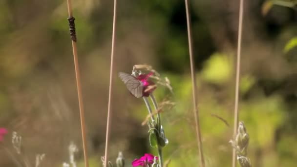 Terrain agricole — Video