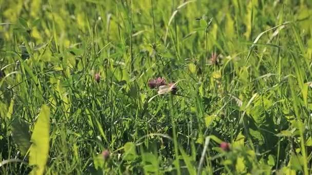 Terreno de la explotación — Vídeos de Stock