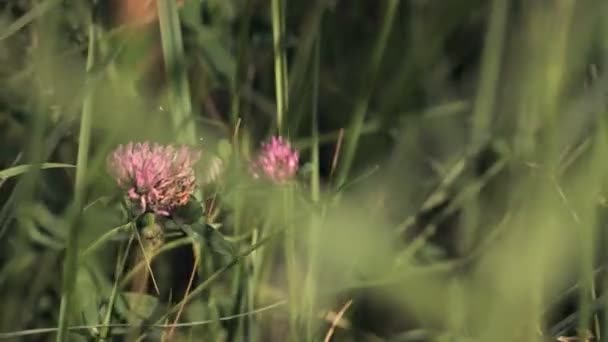 Boerderij perceel — Stockvideo