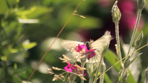 Terreno agricolo — Video Stock