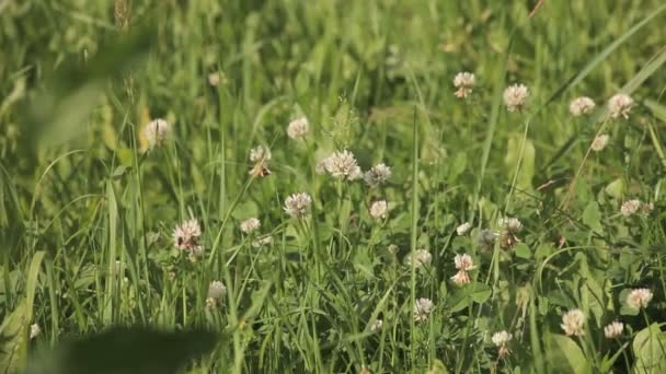 Bauernhof-Grundstück — Stockvideo