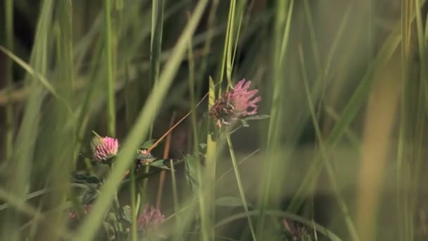 Terreno agricolo — Video Stock