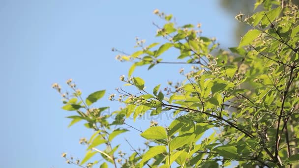 விவசாய நிலப்பரப்பு — ஸ்டாக் வீடியோ