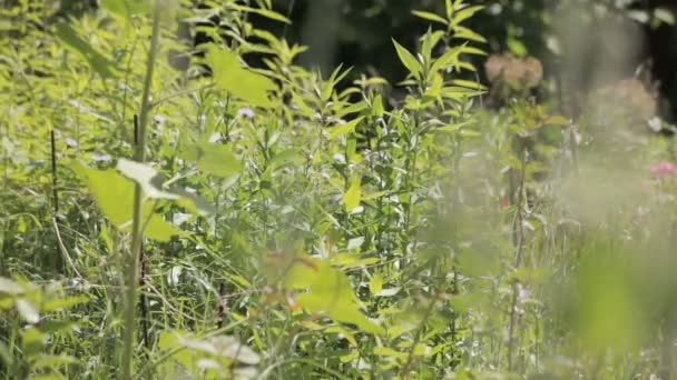 Bauernhof-Grundstück — Stockvideo