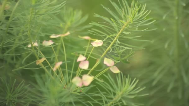 토지 러시아의 농장 줄거리 — 비디오