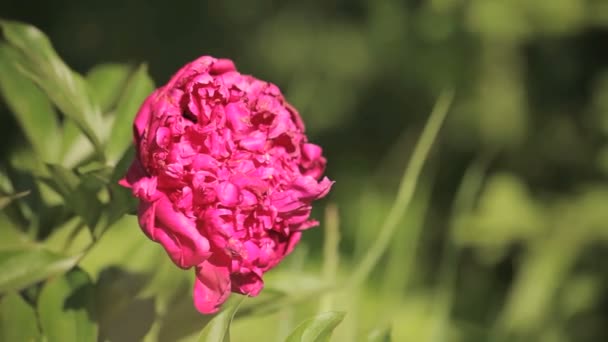 Gård tomt Ryssland — Stockvideo