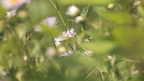 Terreno agricolo di terra Russia — Video Stock