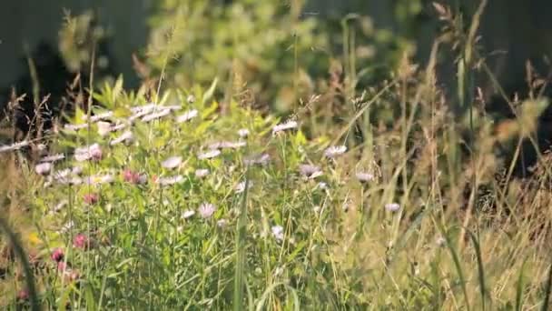 Granja parcela de tierra Rusia — Vídeos de Stock