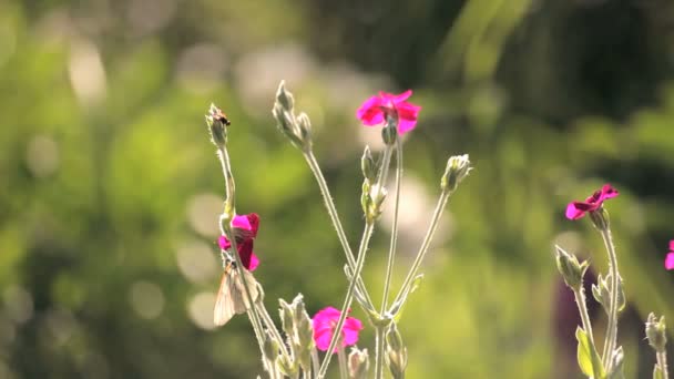 Terrain agricole de la Russie — Video