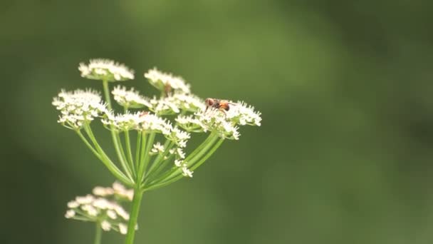 Terrain agricole de la Russie — Video