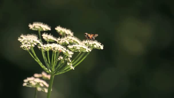 Terrain agricole de la Russie — Video