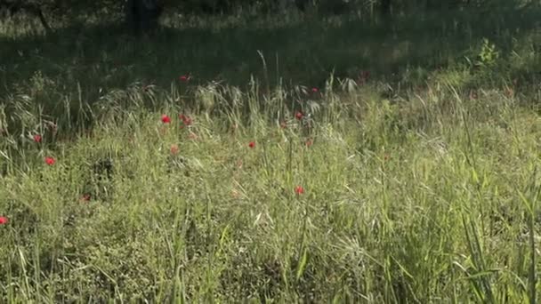 Boerderij plot van Europa — Stockvideo