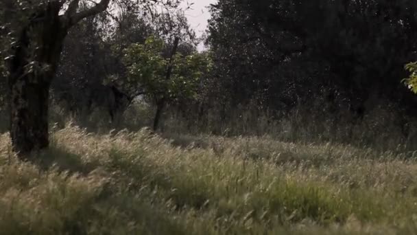 Terreno agricolo d'Europa — Video Stock