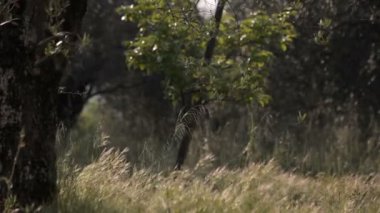 Avrupa'nın çiftlik arsa