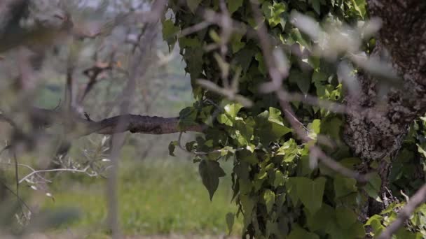 Terreno agrícola da Europa — Vídeo de Stock