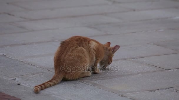 Een kleine dakloze kitten — Stockvideo