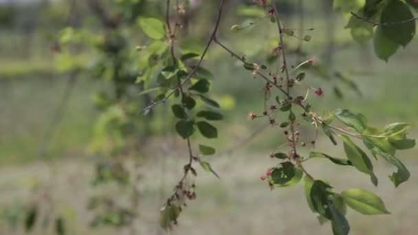 Terreno agrícola da Europa — Vídeo de Stock