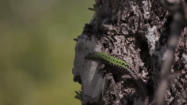 Lacerta agilis Europa — Stockvideo