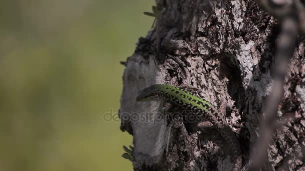 Lacerta agilis Evropa — Stock video