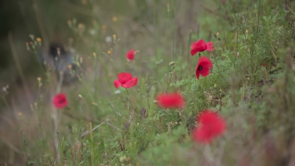 Campos e prados, flores — Vídeo de Stock