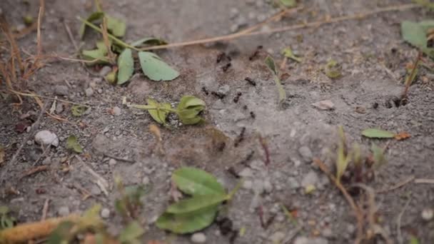Черные муравьи бегают вокруг — стоковое видео