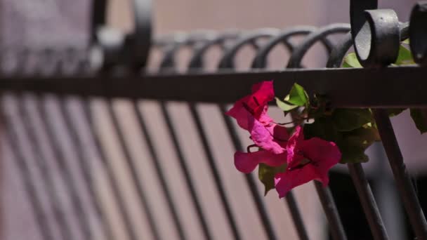 Bloemen op het hek — Stockvideo