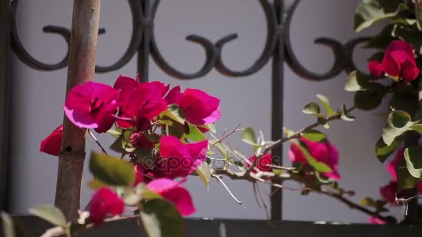Blommor på staketet — Stockvideo