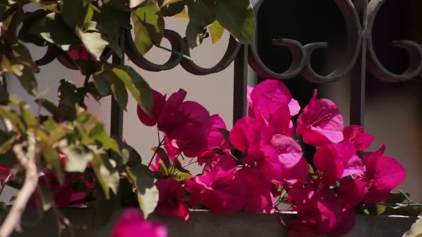 Bloemen op het hek — Stockvideo