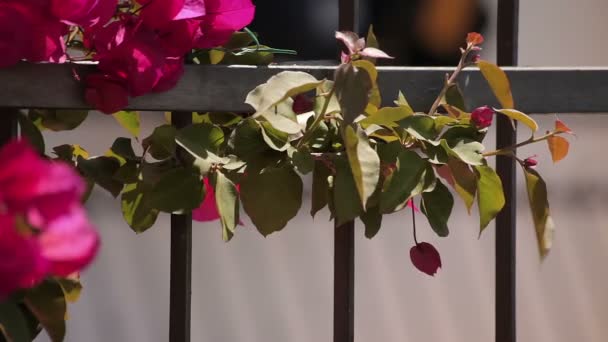 Цветы на заборе — стоковое видео